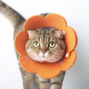 colar protetor para cães e gatos