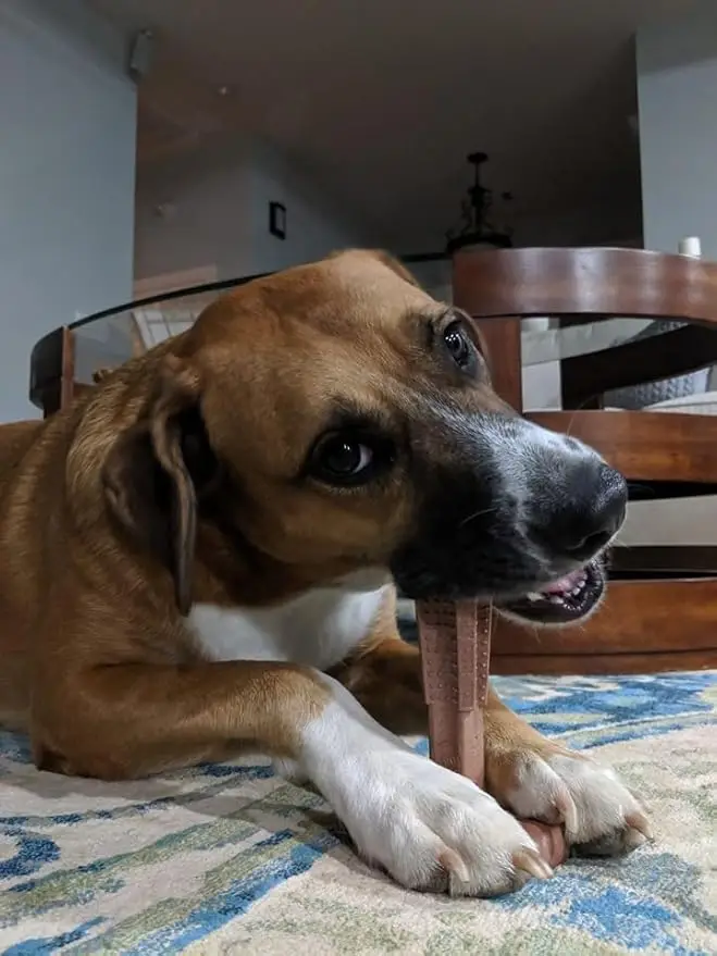 Mordedor para Cães de Fibra de Bambu e Borracha com Formato em T - Imagem 5