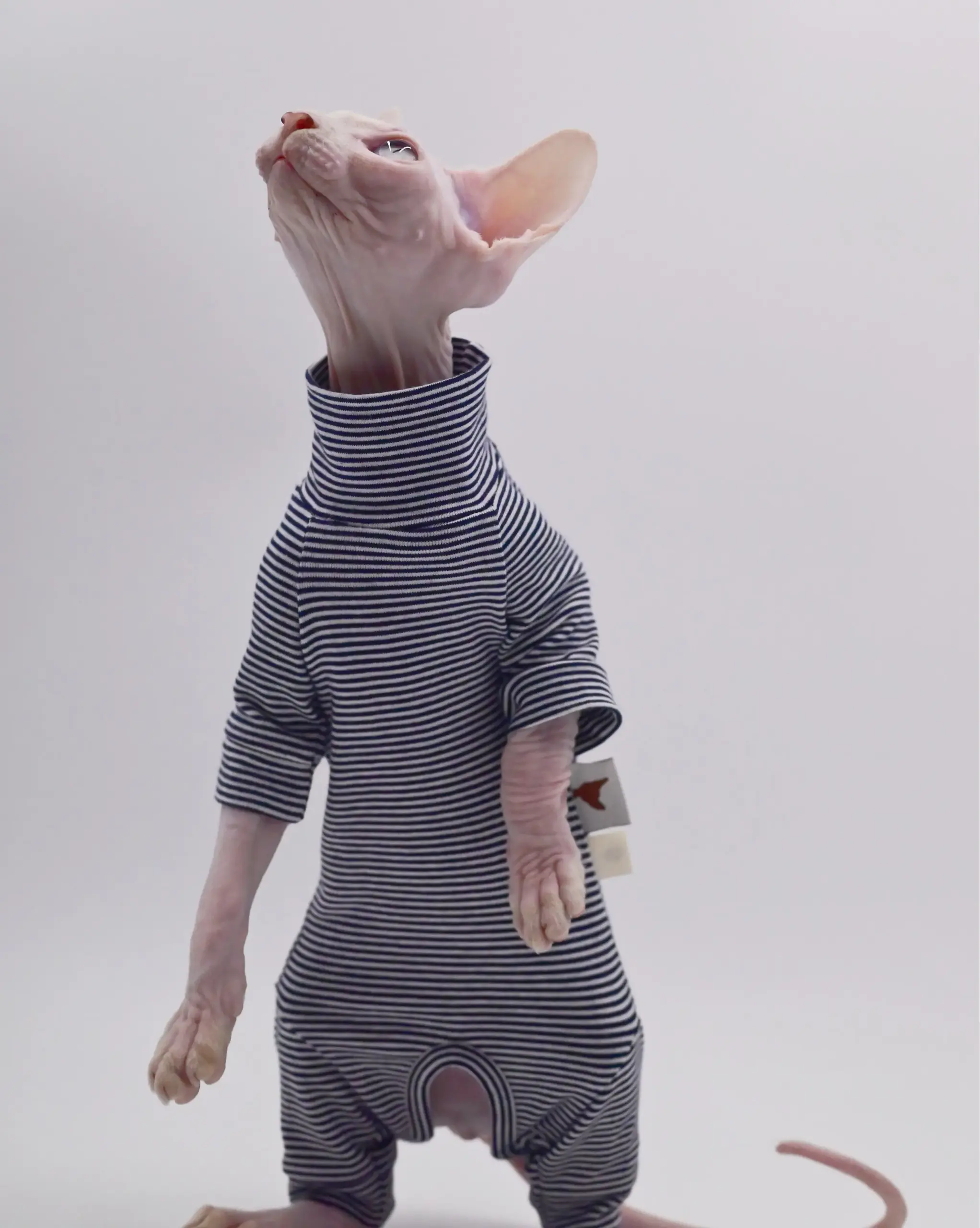 roupa para gatos sem pelos