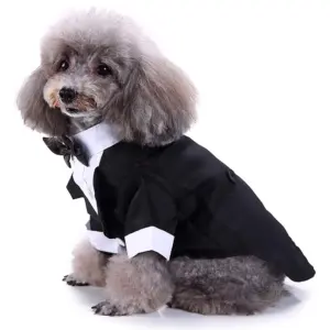 roupa social pet para cães e gatos