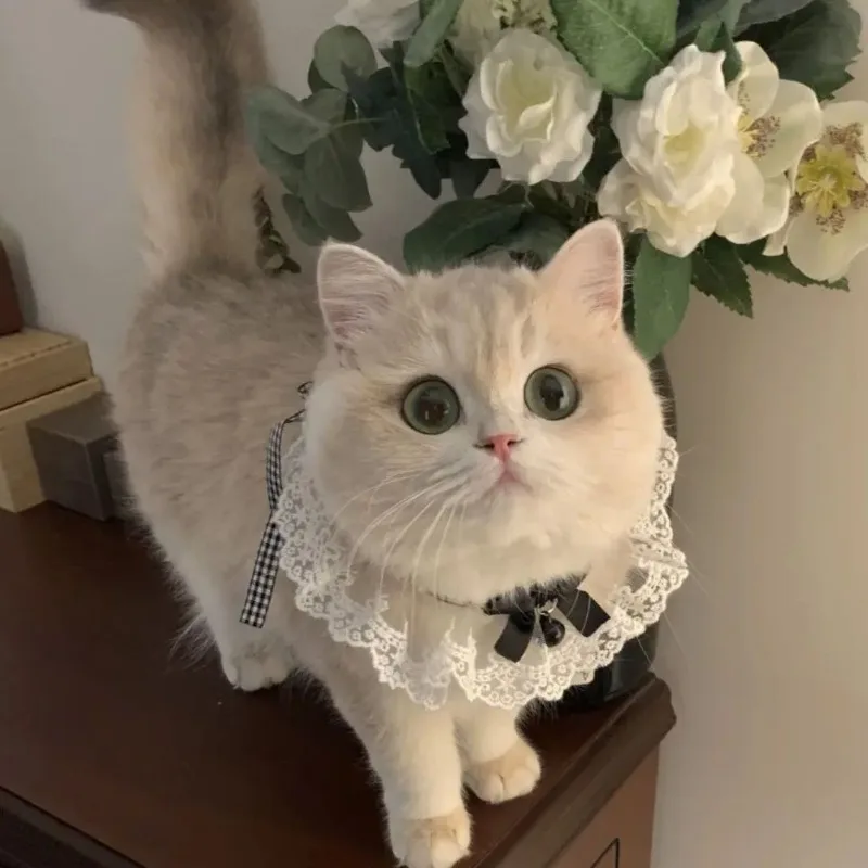 Coleira de Seda para Gatos e Cães, Lenço de Fita Estilo Princesa - Imagem 5