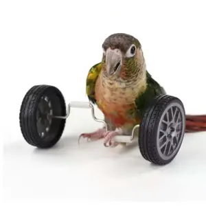 brinquedo de equilíbrio para pássaros