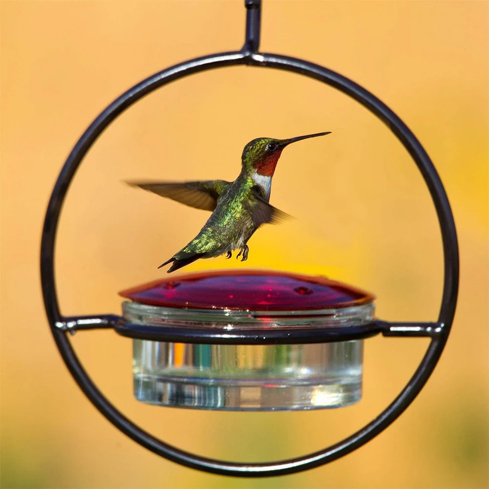 Bebedouro Circular para Beija-Flor Pendurar com Tigela de Vidro - Imagem 6