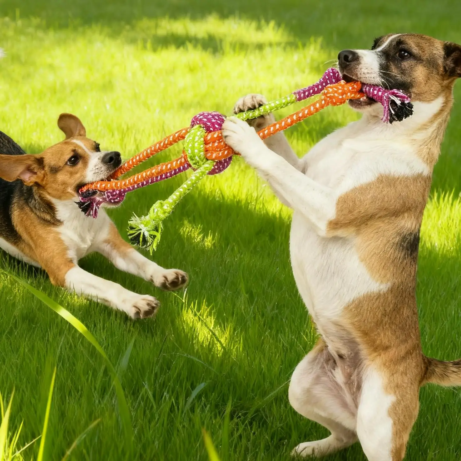 Brinquedo de Corda para Cães Resistente à Mordida com Franjas - Imagem 5