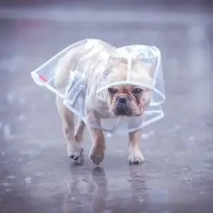 capa de chuva para cães transparente
