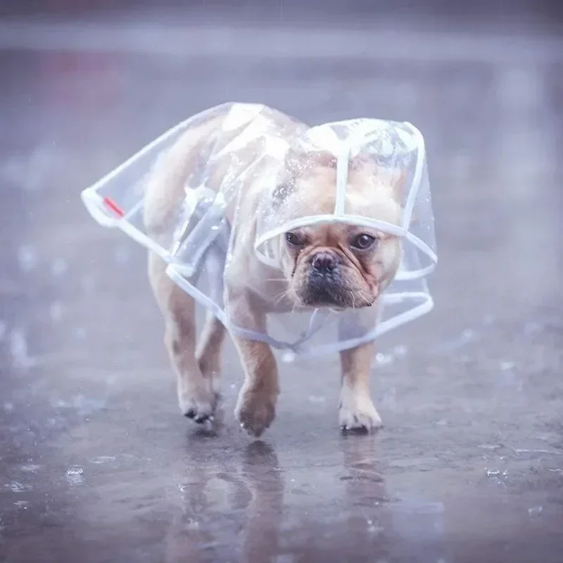 capa de chuva para cães transparente