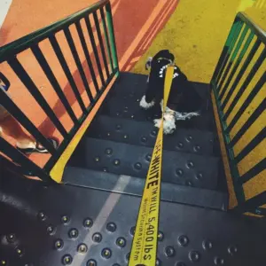 coleira e guia para cães de nylon