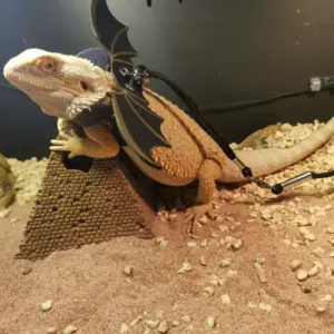 coleira para lagarto com asas de morcego