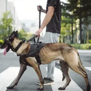colete tático para cães com alça