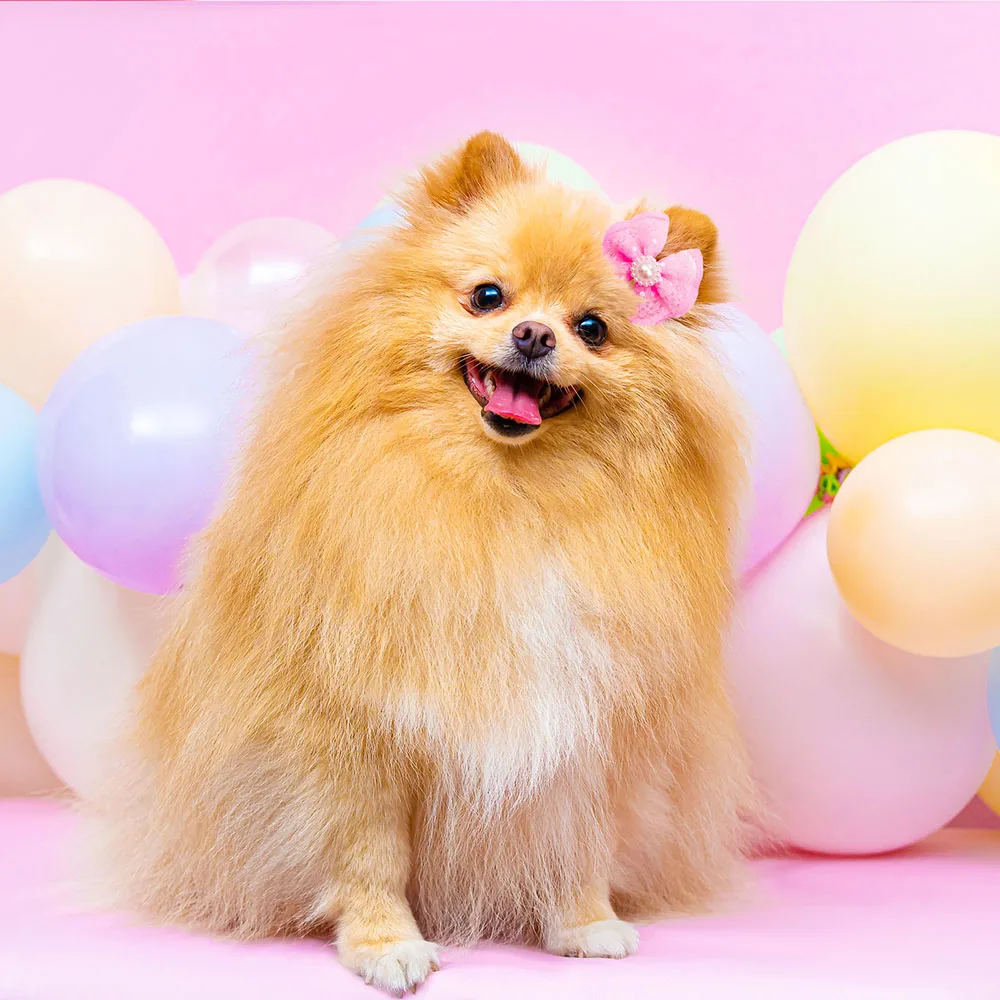 Laços de Cabelo para Cães Pequenos e Gatos 100 Peças em Renda e Fita - Image 5
