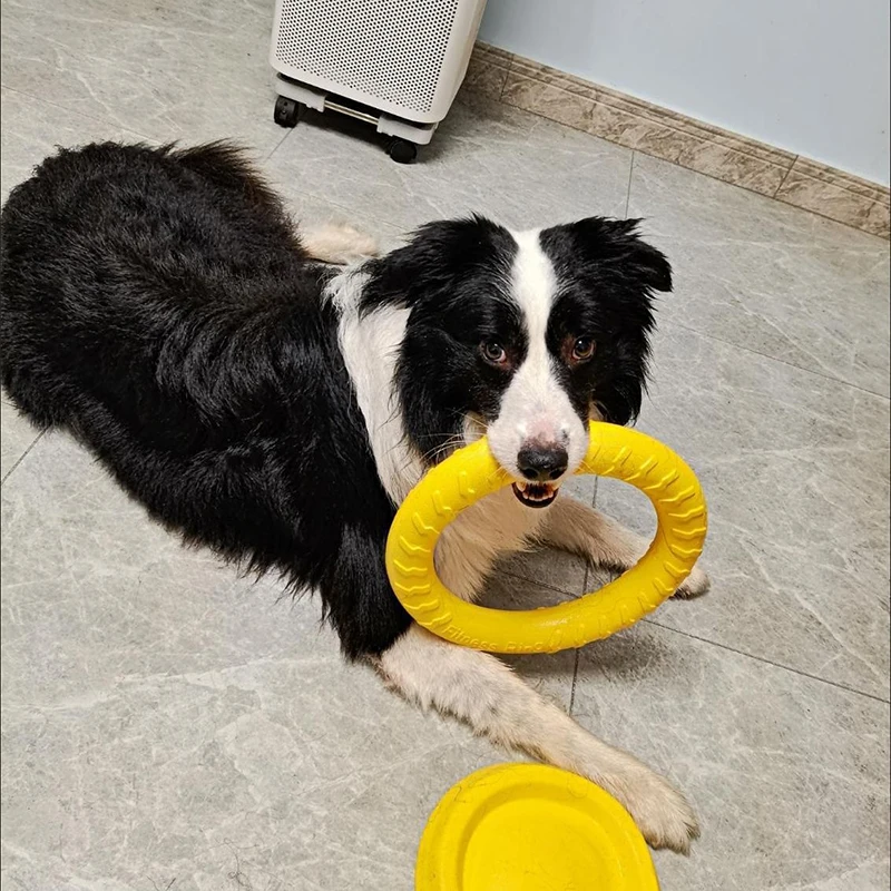 Disco Voador para Cães Flutuante Anti-Mordida para Treinamento - Imagem 3