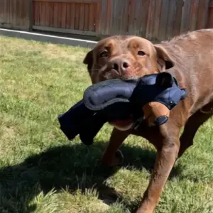 brinquedo de urso para cães de dentição