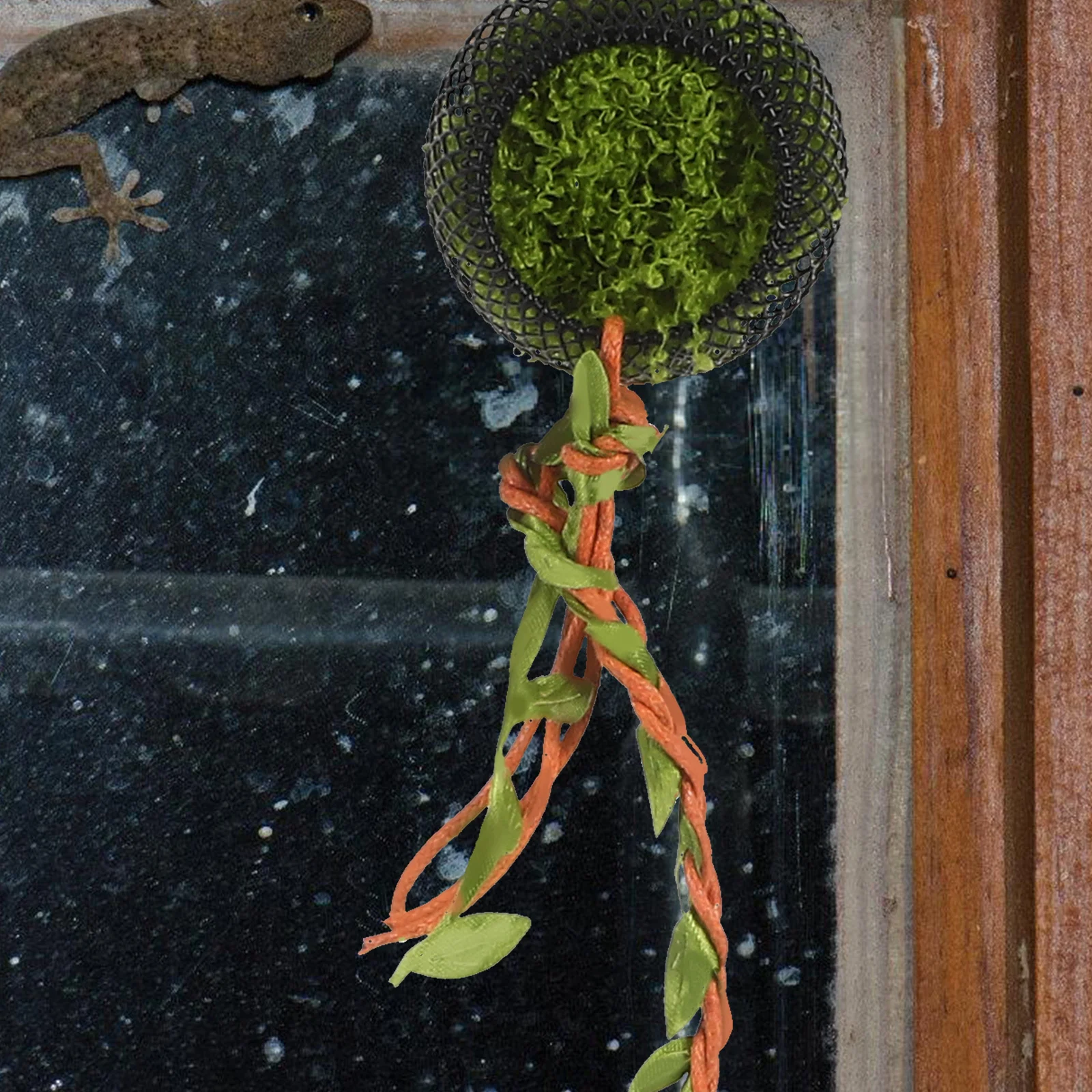 Abrigo para Aranha Saltadora de Videira Natural 37 cm - Imagem 2