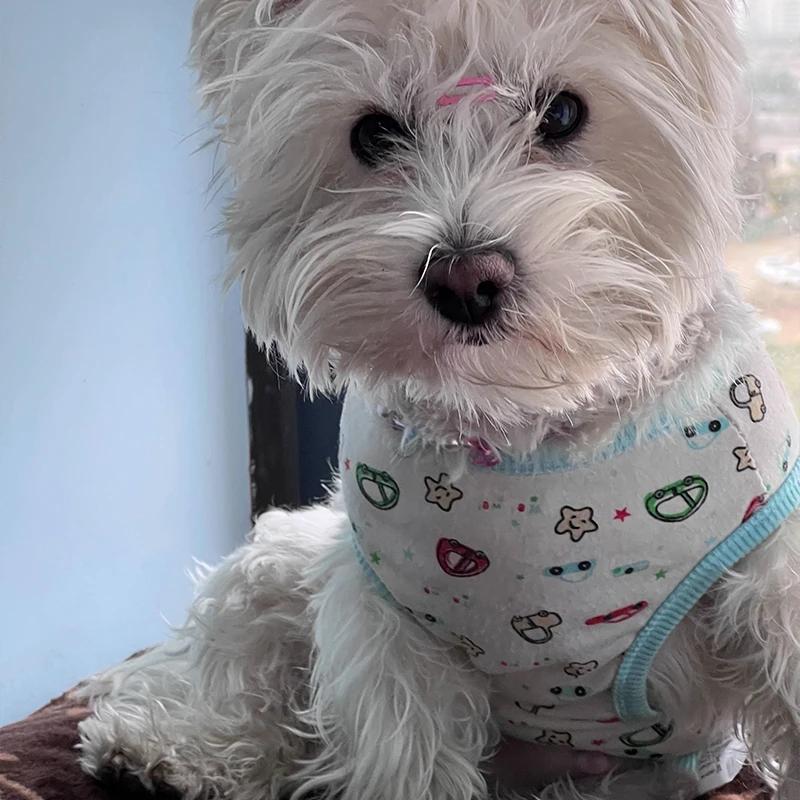 Colete de Poliéster para Cães Pequenos Estampa de Desenho Animado Lavável - Imagem 3