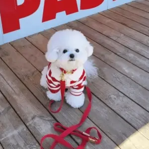 roupa de poliéster listrada para cães e gatos