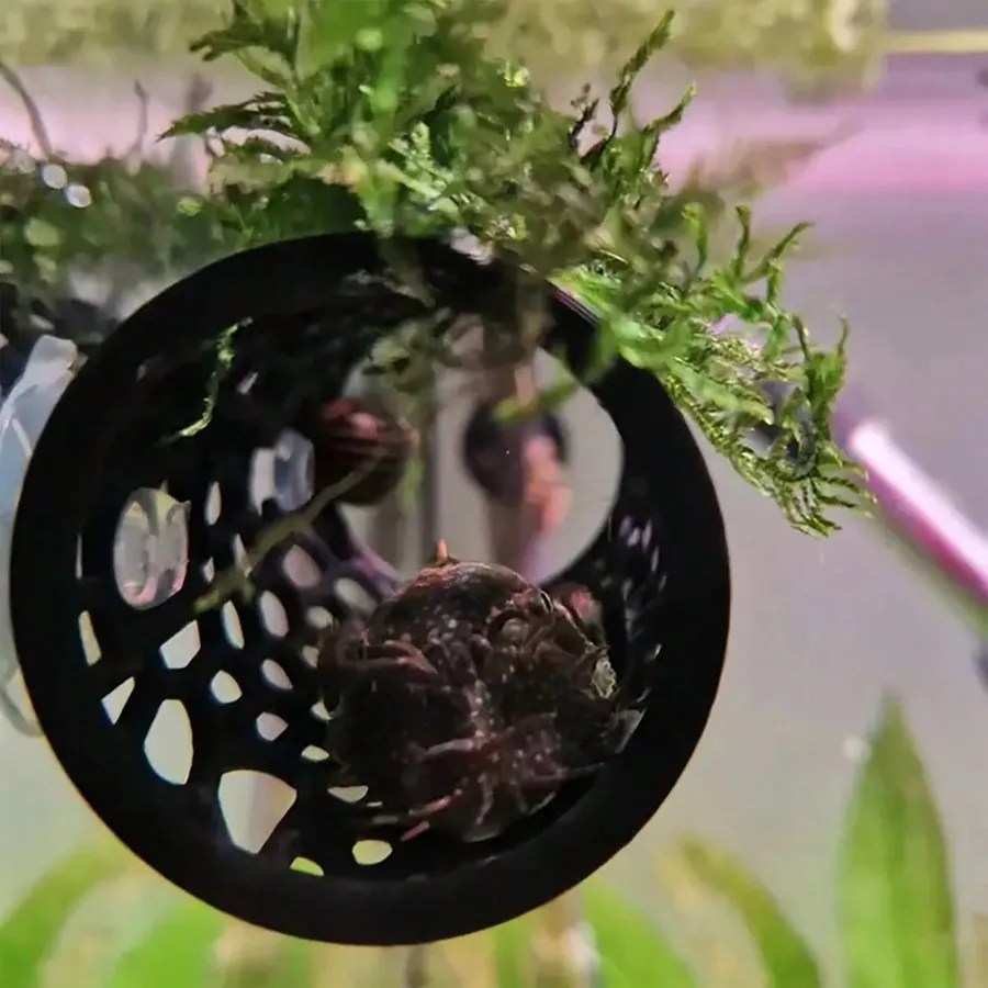 Esconderijo para Peixe Betta em Tubo Oco com Ventosa para Aquário - Imagem 4
