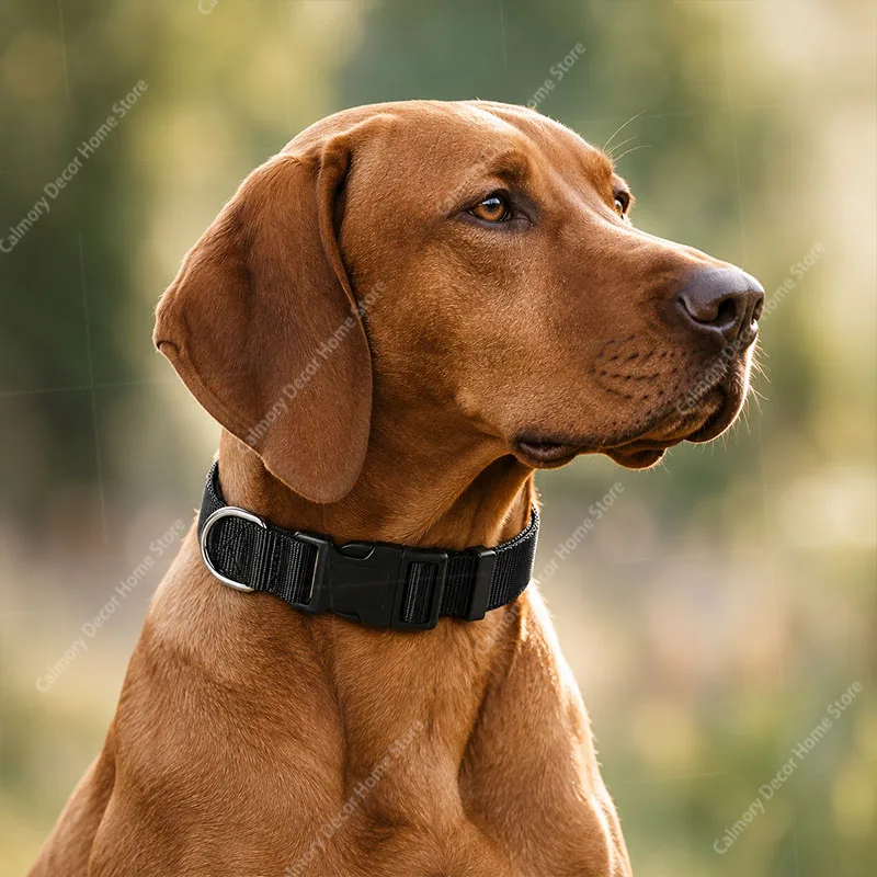 Coleira Ajustável para Cães de Nylon Clássica - Imagem 3