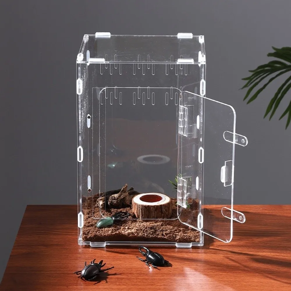 terrário acrílico para aranha saltadora