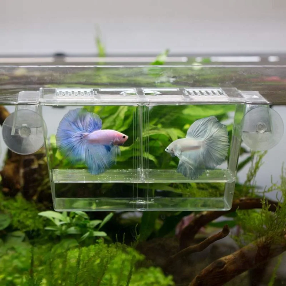 Caixa de Isolamento para Aquário de Acrílico com Ventosa 13x8x7 cm - Imagem 3