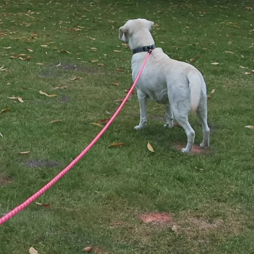 Coleira de Treinamento para Cães com Alça Acolchoada Rosa - Imagem 6