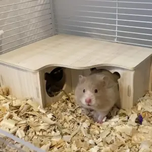 balanço e toca para hamster de madeira