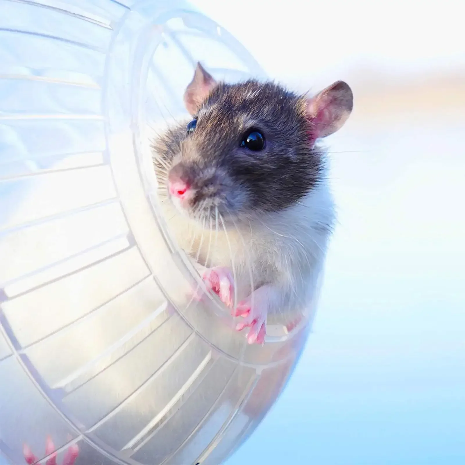 Bola de Exercício para Hamster e Roedores 10cm Transparente - Imagem 3