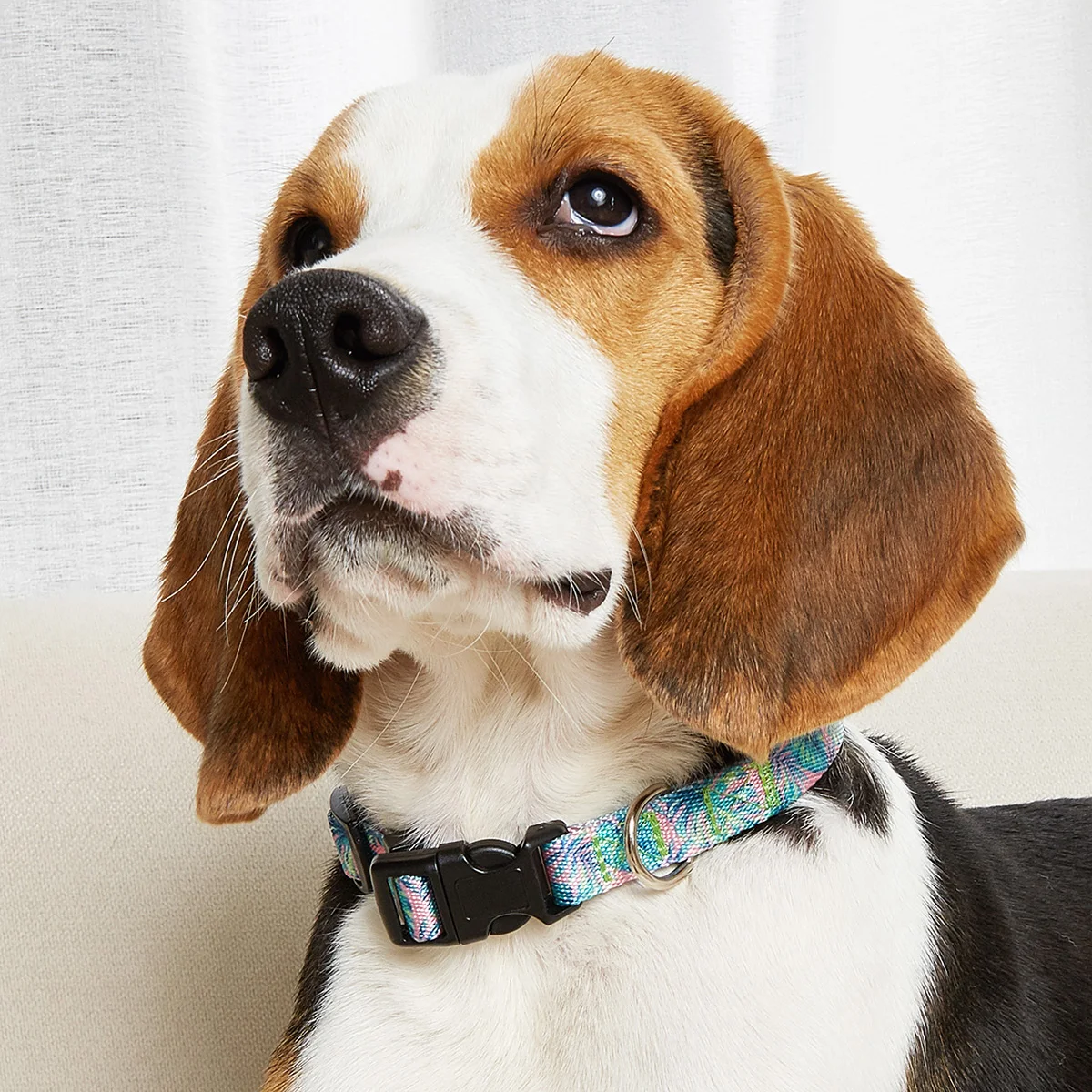 Coleira para Cães de Nylon Colorido com Regulagem para Passeio - Imagem 3