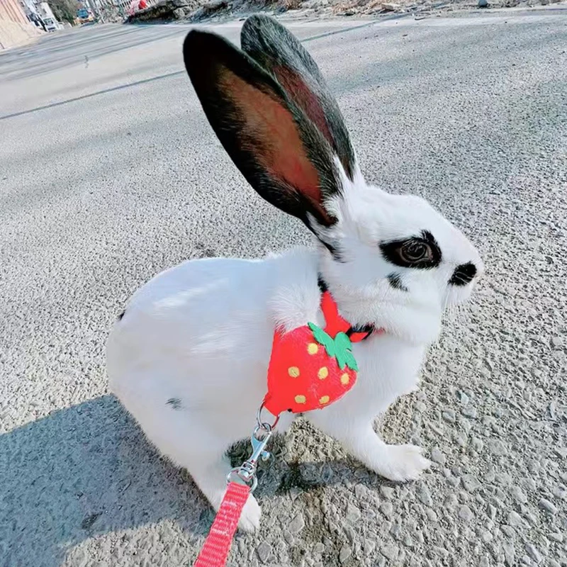 Conjunto de Coleira e Guia para Hamster e Coelho Estilo Cartoon - Imagem 5