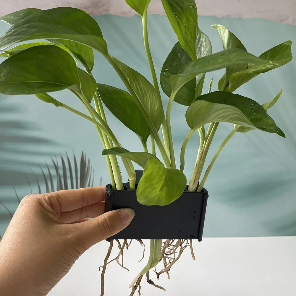 Suporte de Planta de Aquário com Gancho Integrado para Fixar no Vidro - Imagem 3