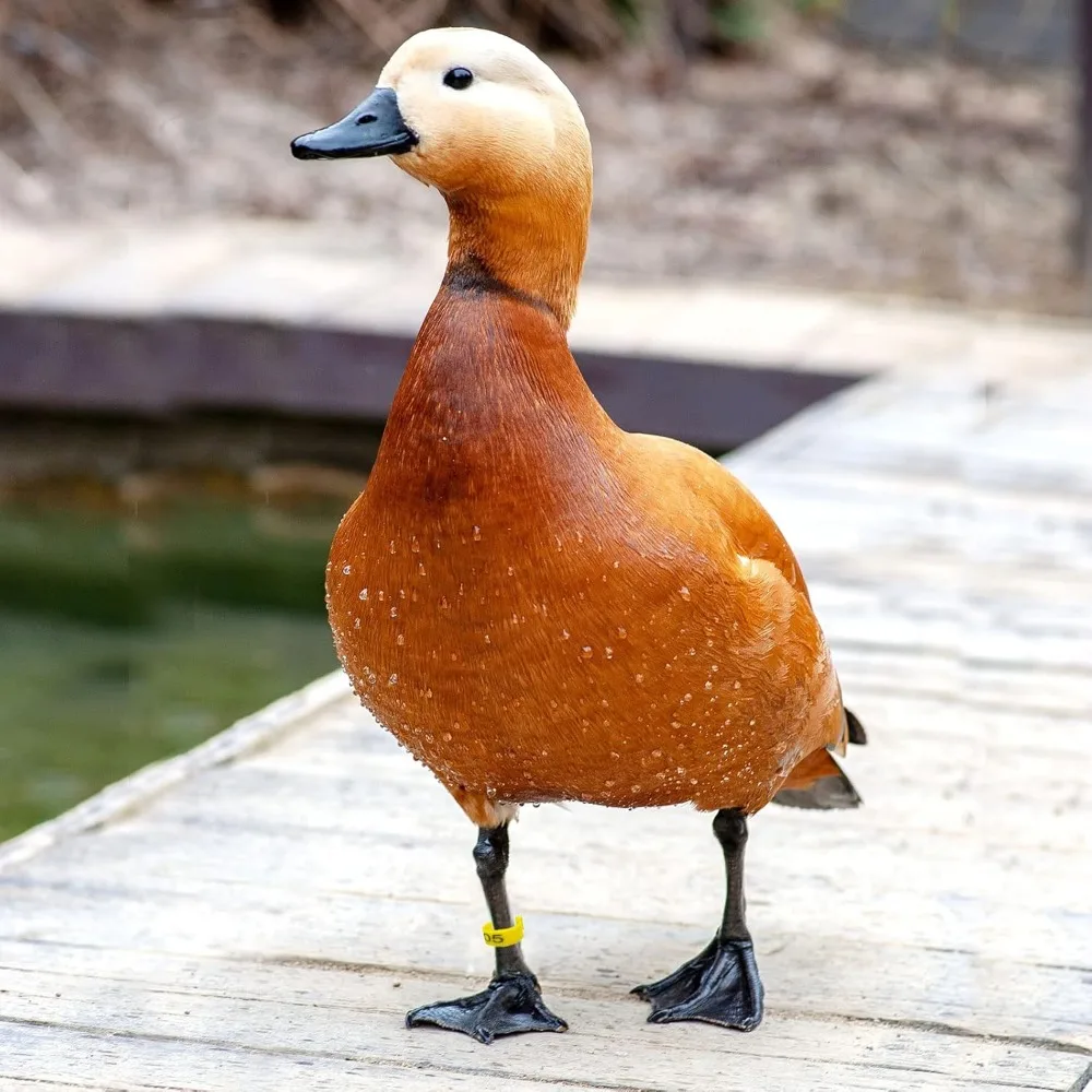 Anéis de Identificação para Aves 1.6cm com Numeração e Clipe - Imagem 2