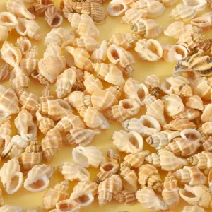 conchas naturais para aquário de tartarugas