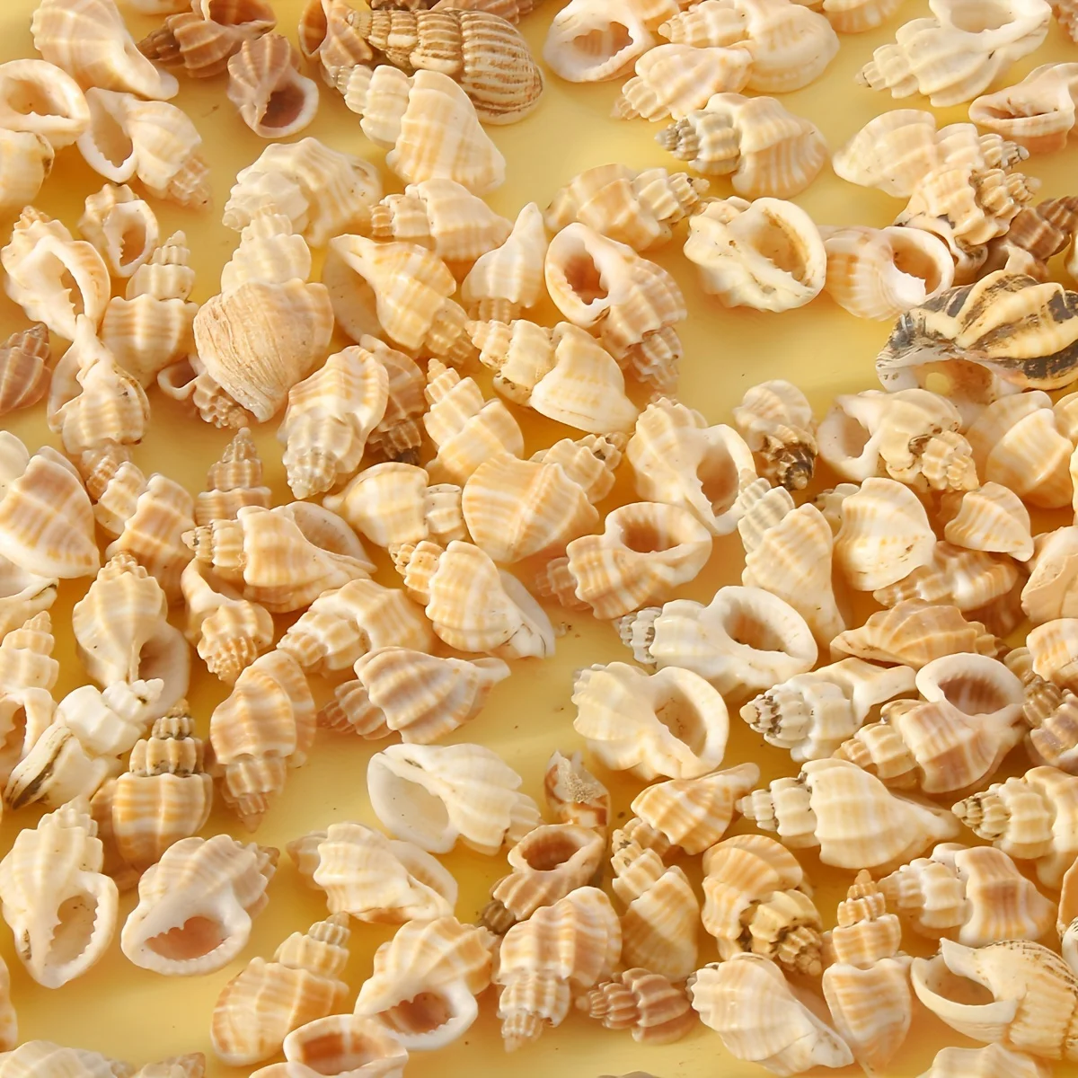 conchas naturais para aquário de tartarugas