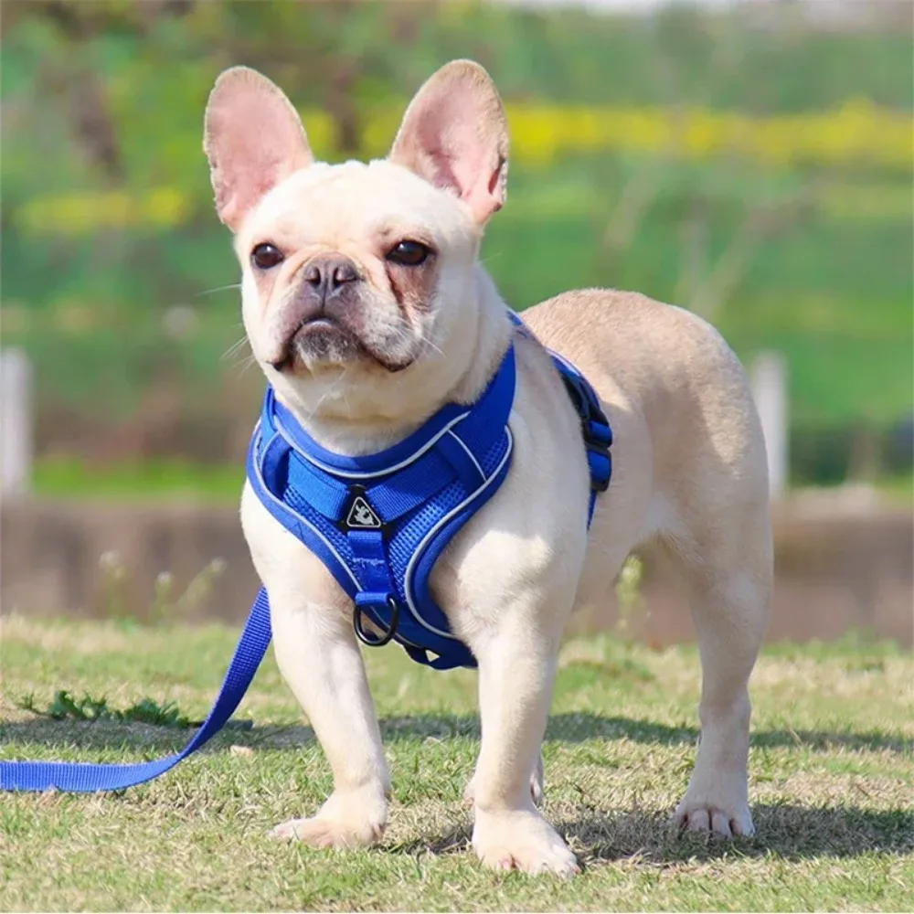 Coleira Peitoral para Cães Pequenos Ajustável com Faixa Refletiva - Image 6