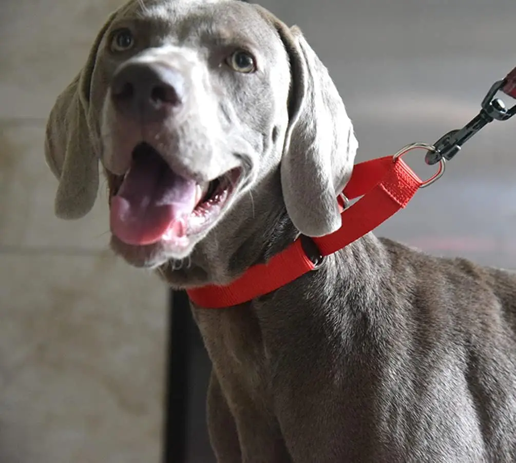 Coleira Martingale para Cães de Nylon Ajustável, Sem Puxões - Imagem 5