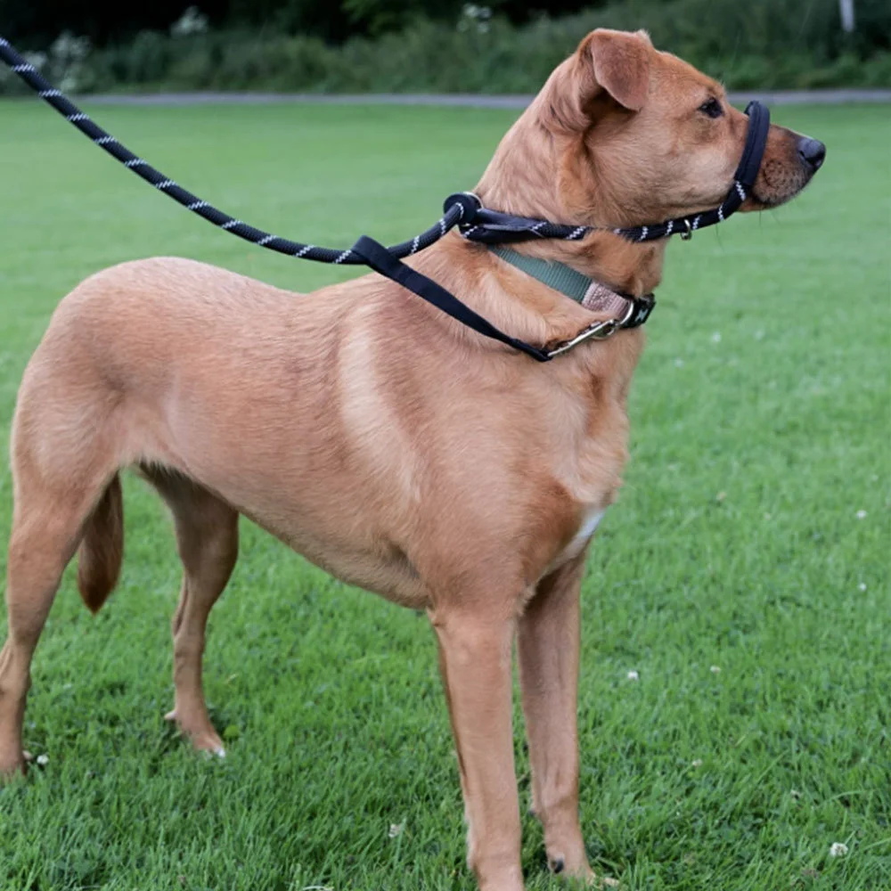 Coleira Guia para Cães de Nylon Refletiva com Ajuste de Fivela - Imagem 4