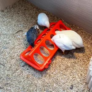 bebedouro para aves e pintinhos