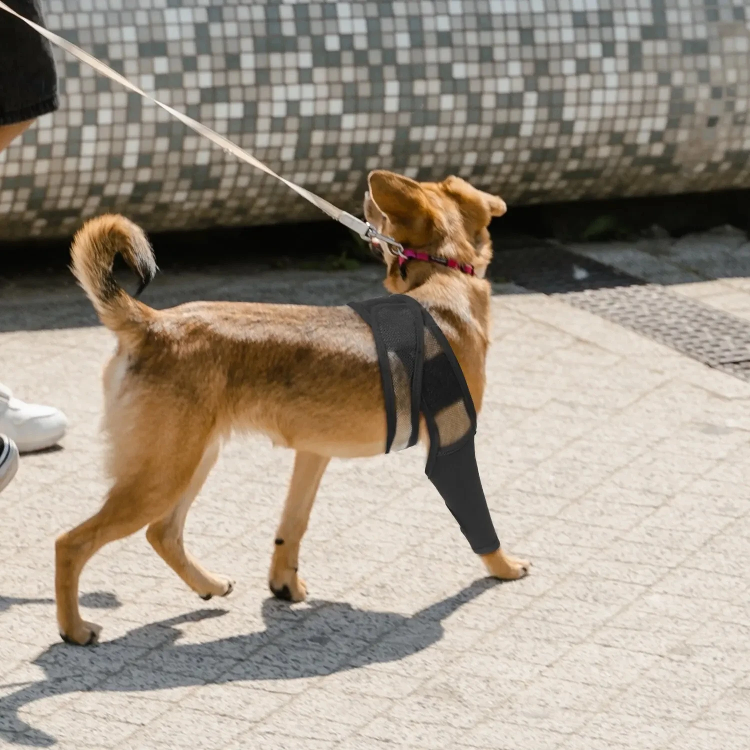 Suporte de Perna para Cães Grandes Ajustável para Pós-Cirúrgico - Imagem 4