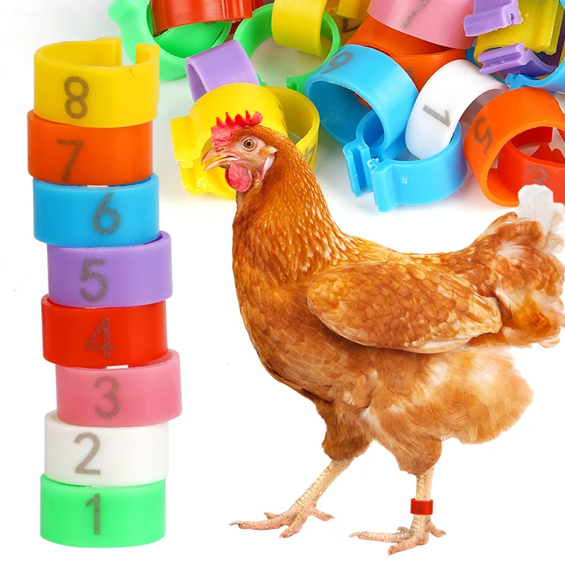 anel de perna numerado para aves