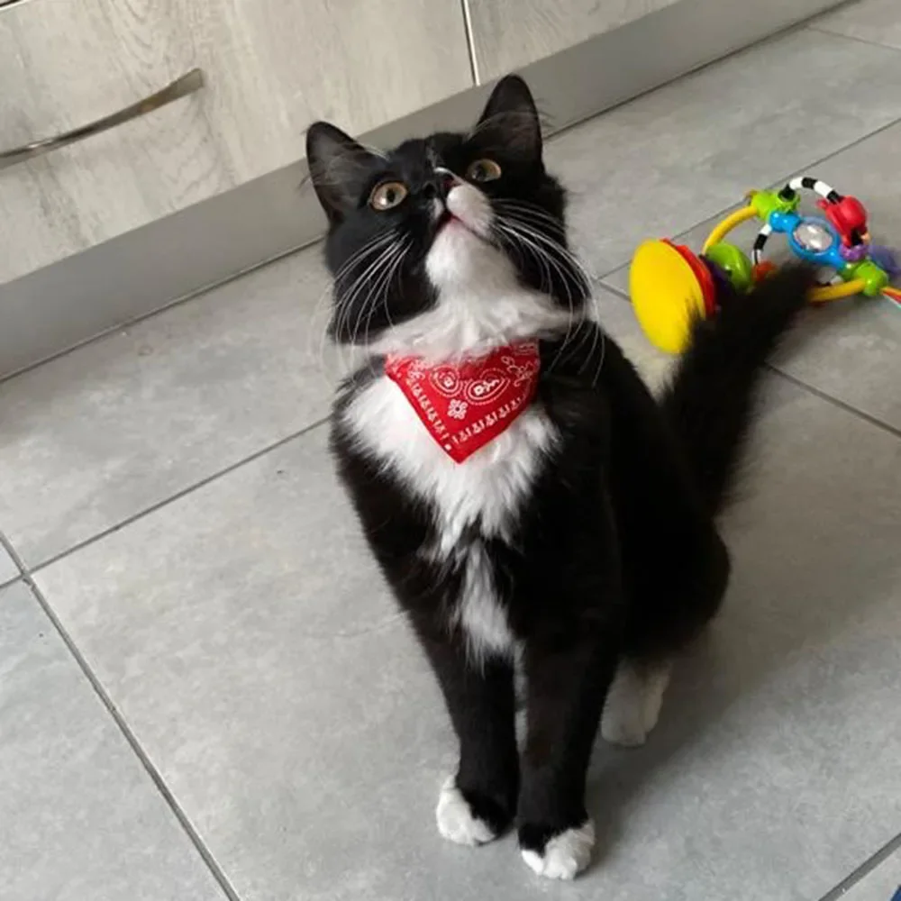 Bandana para Gatos e Cães Pequenos Ajustável 20-28 cm - Imagem 2