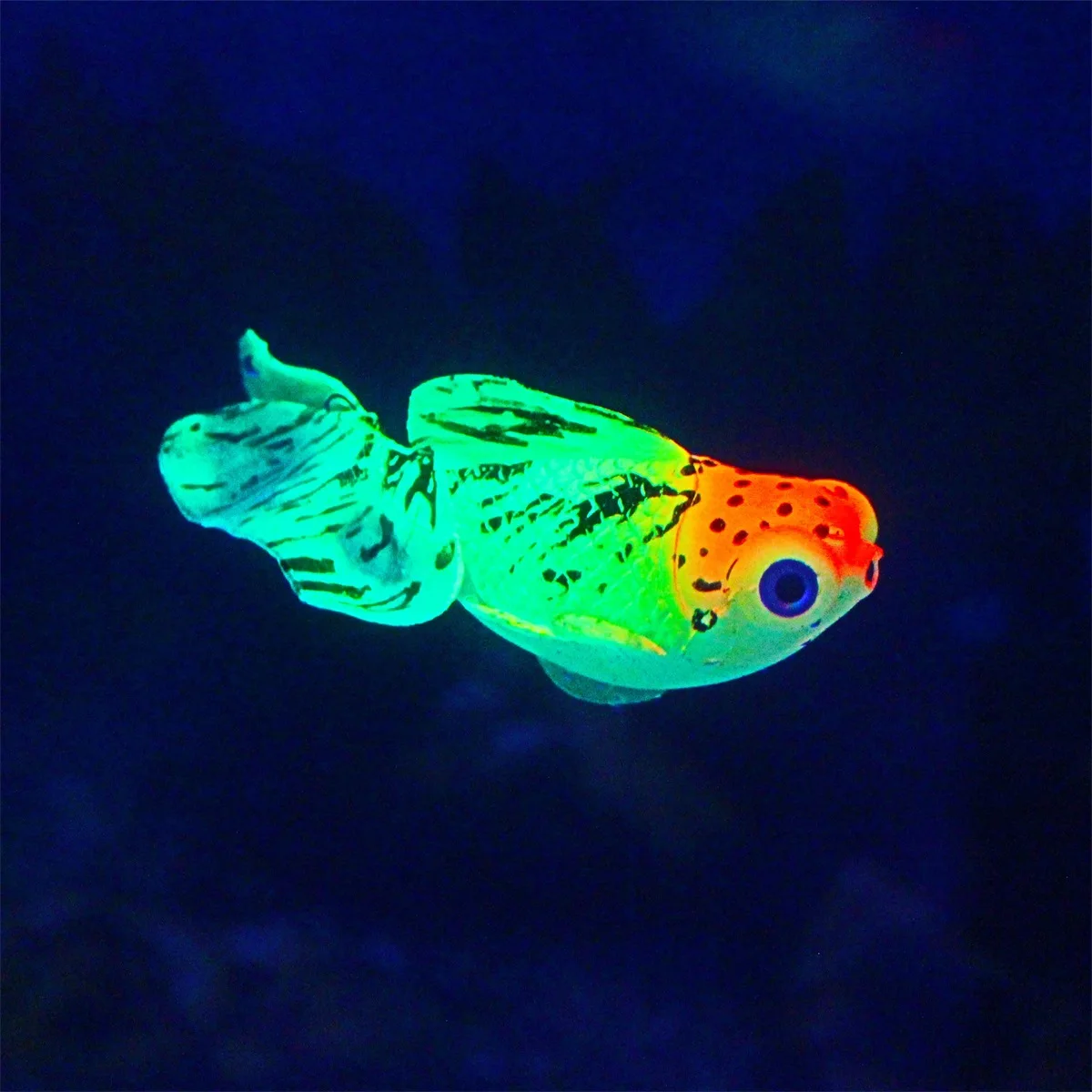 Peixe Artificial para Aquário 8x4,5 cm Verde com Efeito Brilhante - Imagem 6