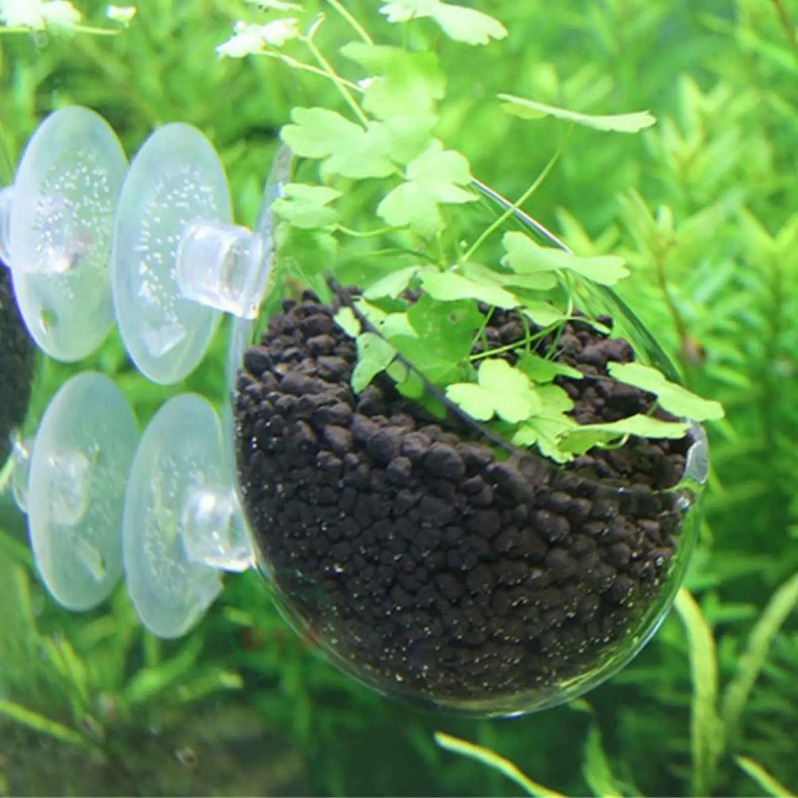 Vaso de Vidro para Plantas de Aquário com Ventosas para Fixar - Imagem 3
