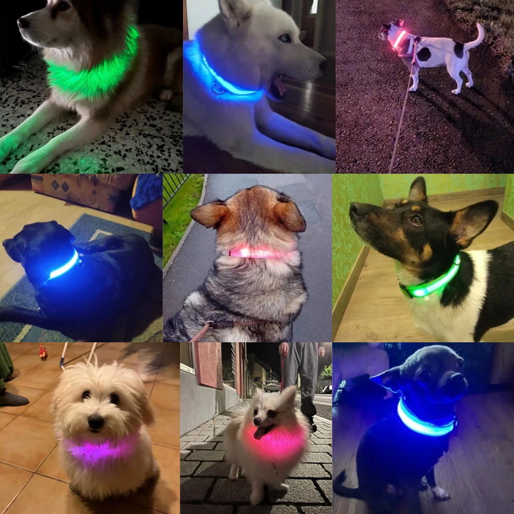 Coleira LED para Cães de Nylon com Brilho Noturno - Image 3