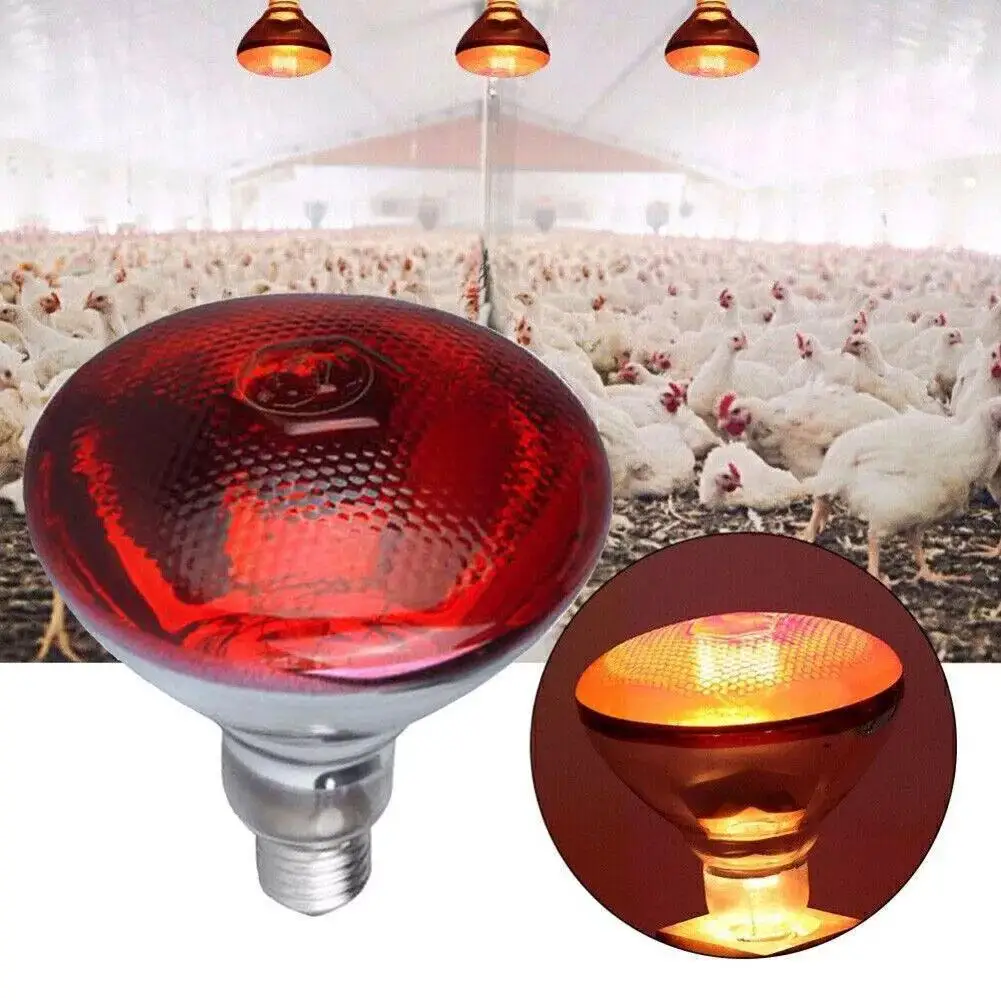 Lâmpada de Aquecimento para Aves E27 100W a 250W para Criadeiras - Imagem 2