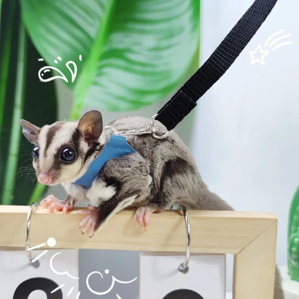 coleira e guia para sugar glider ajustável