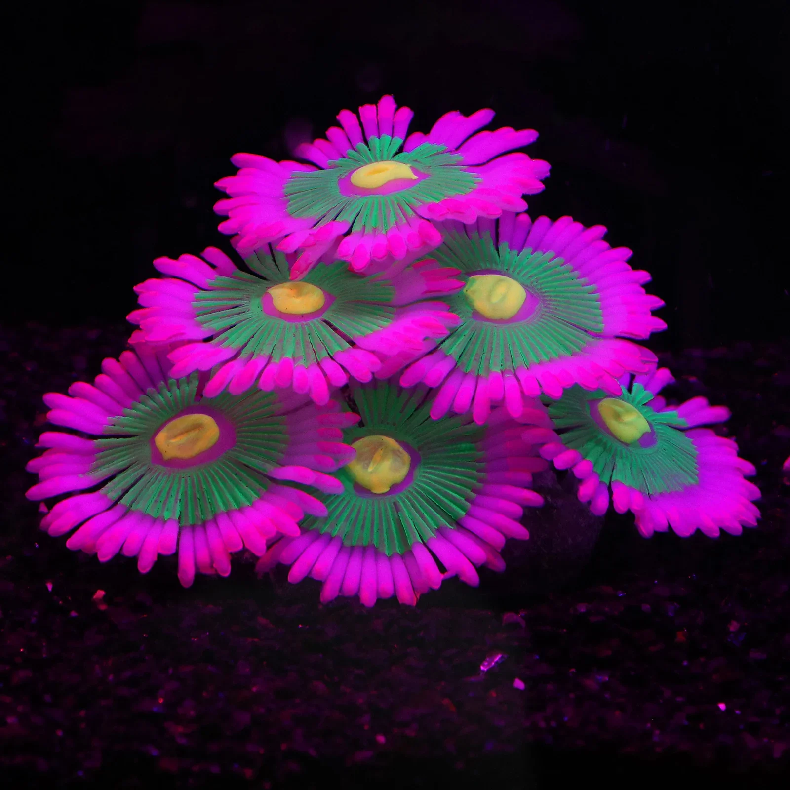 Coral de Silicone para Aquário com Efeito Luminoso - Imagem 4