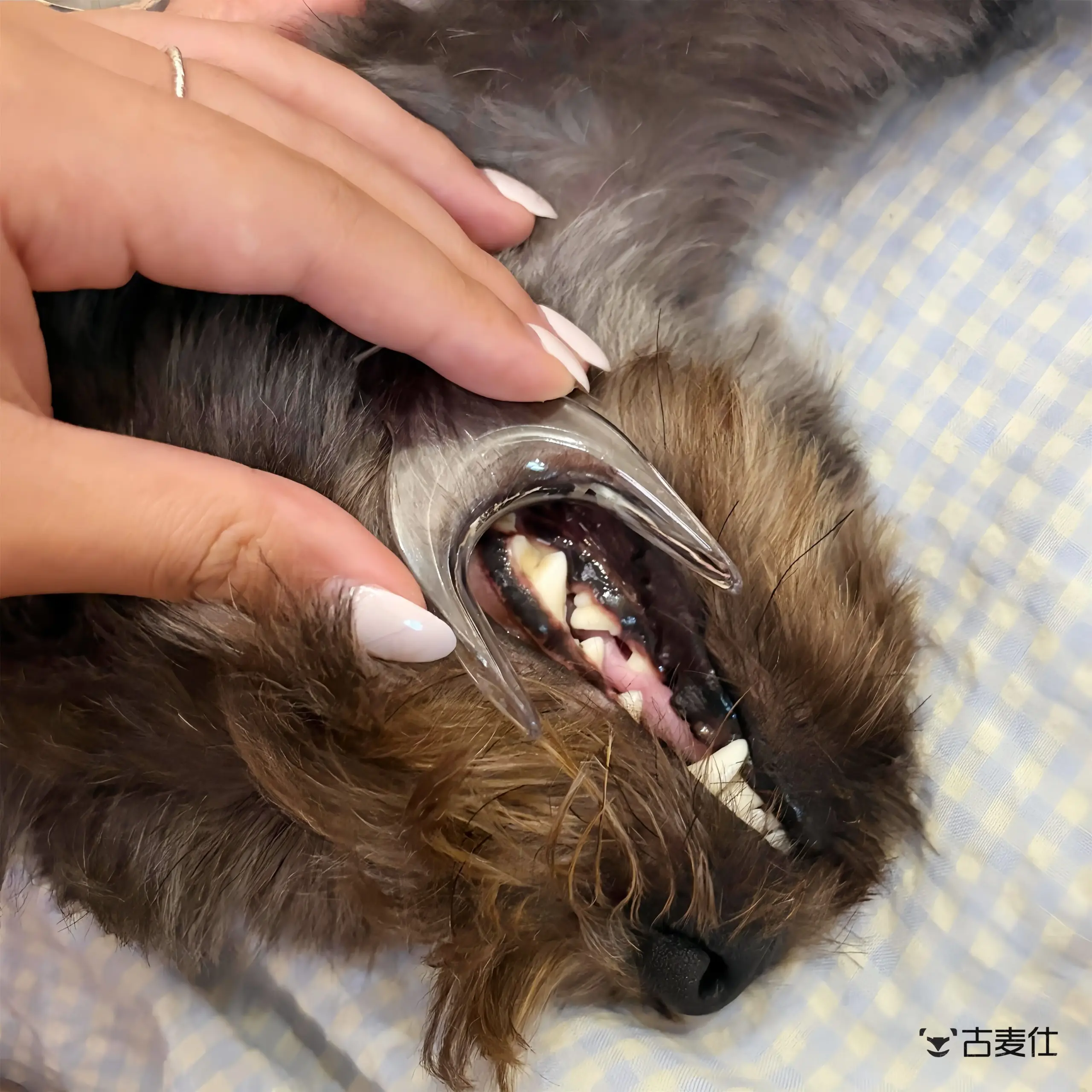 Escova Dental Pango para Cães e Gatos com Cabeça Única Resistente - Image 5
