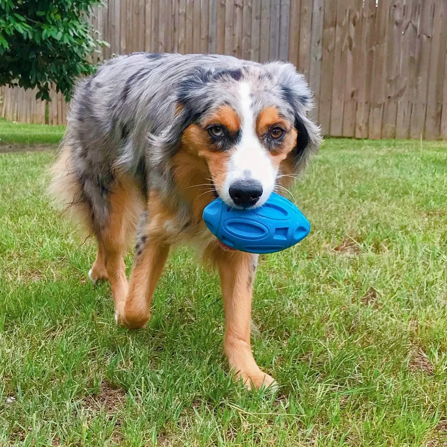 Brinquedo de Borracha para Cães Grandes com Apito e Superfície Texturizada - Imagem 6