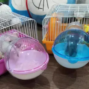 caixa de banho para hamster de acrílico