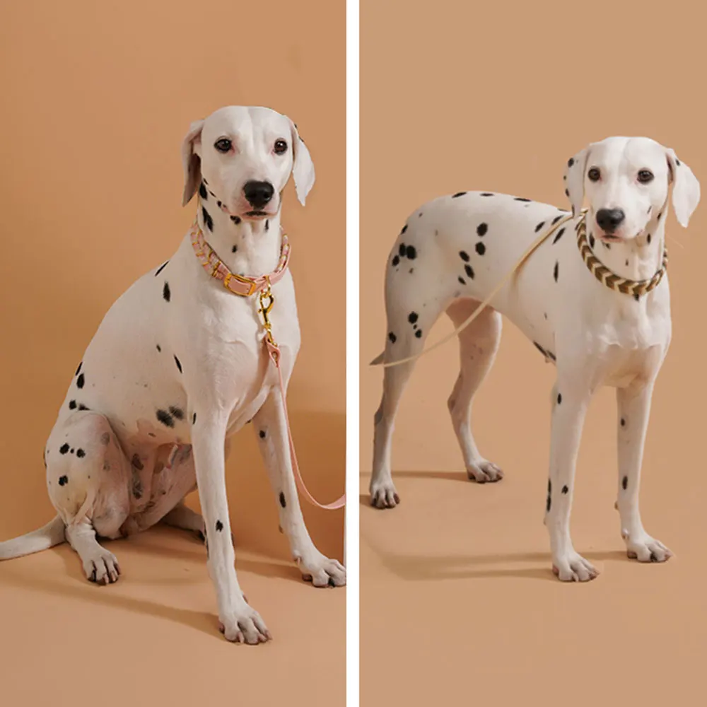 Coleira para Cães Artesanal Colorida para Passeio - Imagem 5