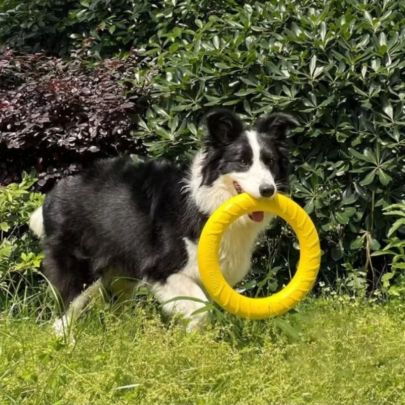 Brinquedo Anel para Cães Pequenos e Médios Flutuante - Imagem 2